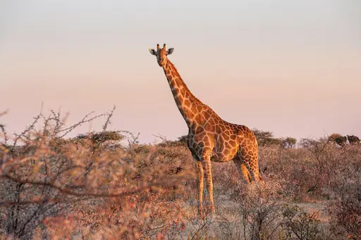 Africa